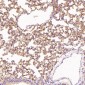 Anti-Integrin alpha 2 ITGA2 Rabbit Monoclonal Antibody